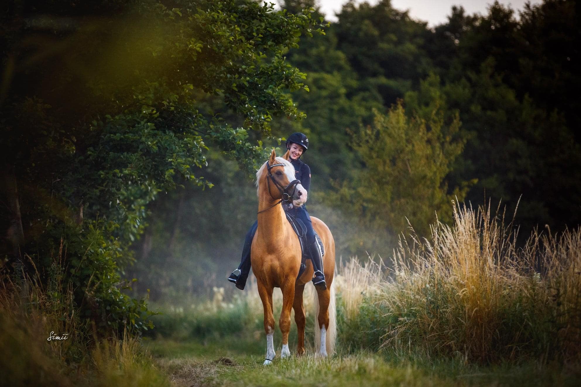 Palomino Sport Horse Stallion 